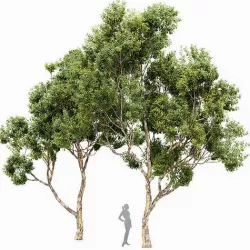 Sydney blue gum 2 trees 3D model