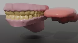Teeth and tongue  3D model