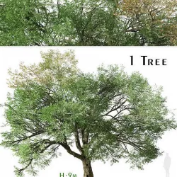 Valley oak or Quercus lobata Tree - 1 Tree 3D model