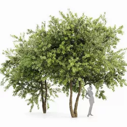 Water gum 2 trees 3D model