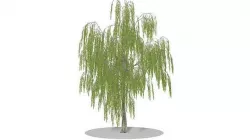 Weeping Willow 3D model