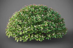 XfrogPlants Davids Viburnum - Viburnum Davidii  3D model