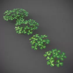 XfrogPlants Oregon Oxalis - Oxalis Oregana  3D model