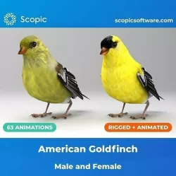 3D Bird Pack North American Eastern Goldfinch Male and Female Low-poly 3D model