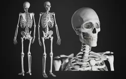 Anatomical Male Skeleton Sculpt 3D model