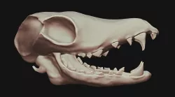 Animal Skull 3D model
