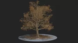 Autumn Tree 3D model