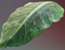 Banana leaf texture Texture