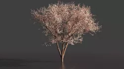 Cherry Blossom tree 3D model