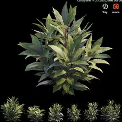 Cordyline Fruticosa plant set 08 3D model