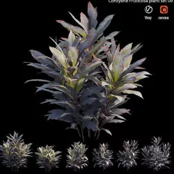 Cordyline Fruticosa plant set 09 3D model