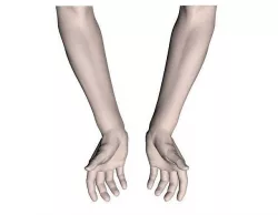 Cupped hands and arm 3D model