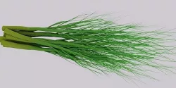 Dill greens 3D model