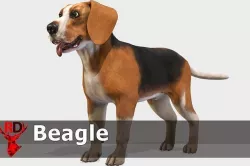 Dog - Beagle Low-poly 3D model