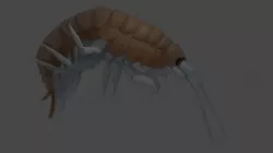 grammarus animated 3D model