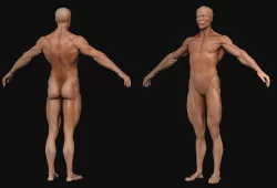 Human Body-base mesh 3D model