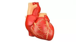Human Heart 3D model