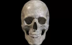 Human skull Low-poly 3D model