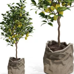 Plants collection 564 3D model