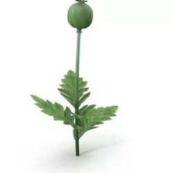 Poppy 3D model