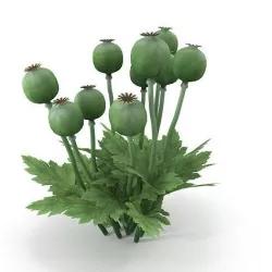 Poppy bush 3D model