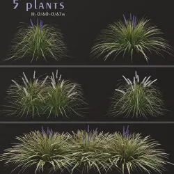 Set of Ophiopogon jaburan or Dwarf lilyturf Plants- 5 Plants 3D model