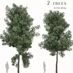 Set of Terminalia Mantaly or Madagascar Almond Tree - 2 Trees 3D model