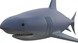 Shark 3D model