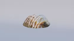 Simple Beach Shell 3D model