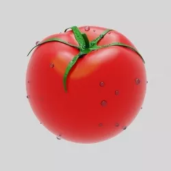 Tomato 3D model