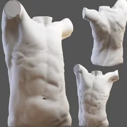  Torso 3D model