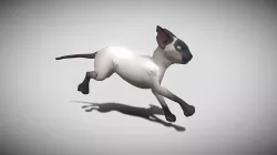 will cat with animation cat with animations 3D model