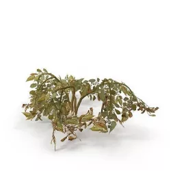 Withered potato tuber 2 3D model