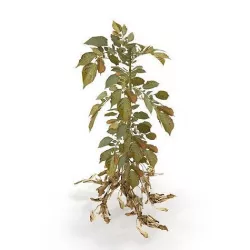 Withered potato tuber 3 3D model