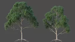 XfrogPlants Blue Gum - Eucalyptus Saligna  3D model