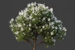 XfrogPlants Ivory Curl - Buckinghamia Celsissima  3D model