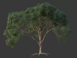 XfrogPlants Lemon-Scented Gum - Corymbia Citriodara  3D model