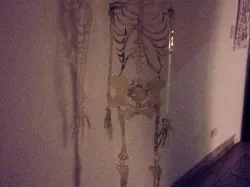 170-cm skeleton