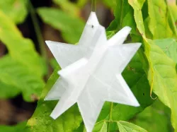 2 piece parametric star