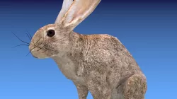 Animated Rabbit Low-poly  3D model