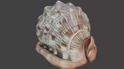 Bullmouth Seashell Photogrammetry 3D model