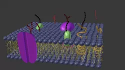 cell membrane Low-poly  3D model
