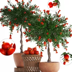 Collection Pomegranate Tree with Fruit 3D model