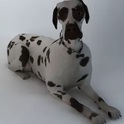 dog 3d model 3D model