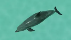 Dolphin Lowpoly Low-poly  3D model
