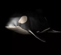 dolphin Orca Rigged 3D model