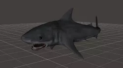 Great White Shark rigged 1 3D model