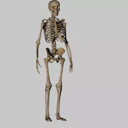 Human Anatomy Skeleton 3D Low-poly  3D model