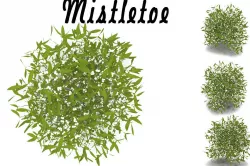 Mistletoe 3D model