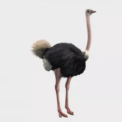 Ostrich 3D model